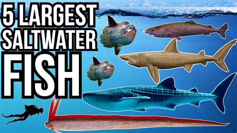 largest saltwater fish|large freshwater aquarium fish.